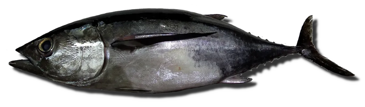 Atún blanco