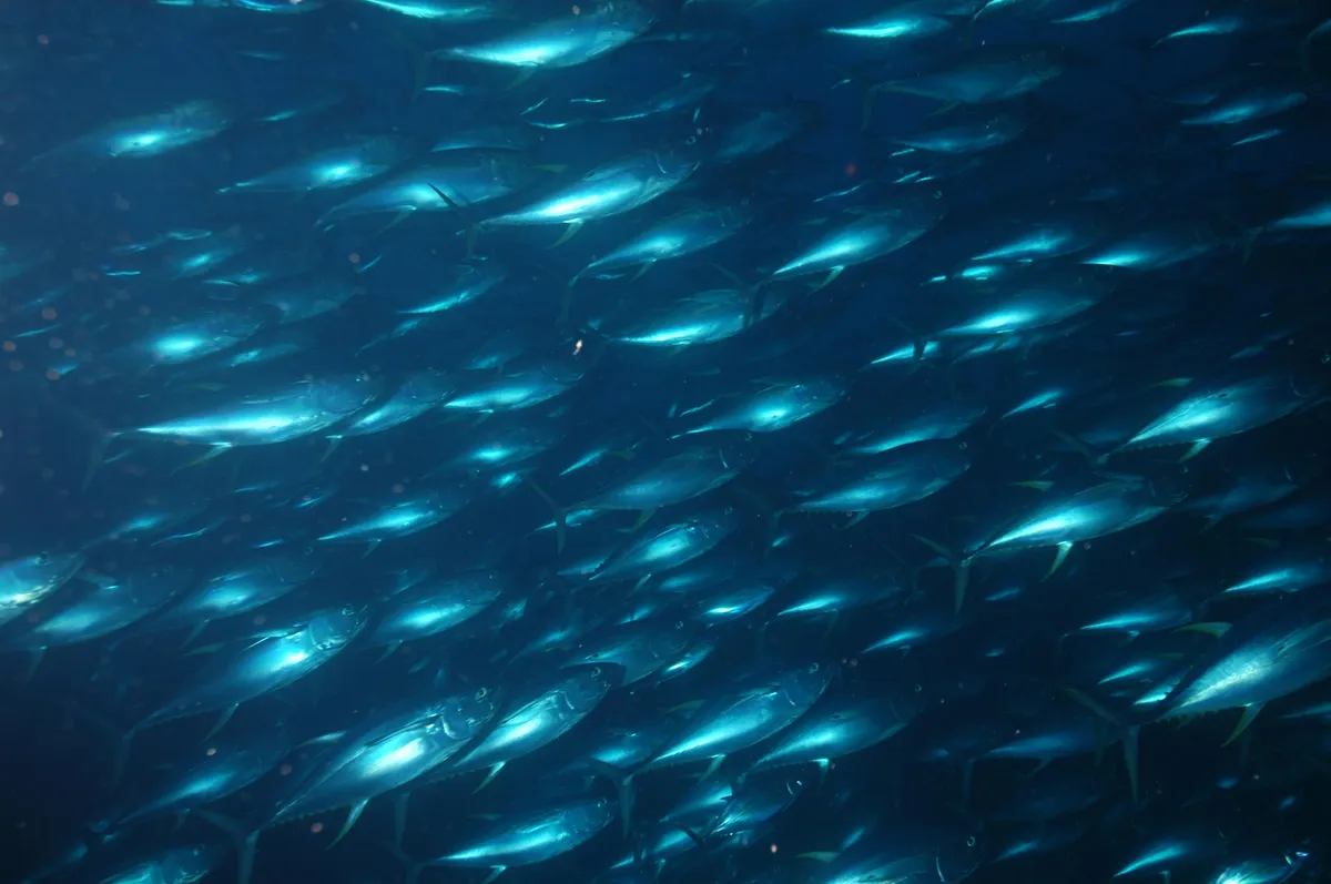 Atún Aleta Amarilla