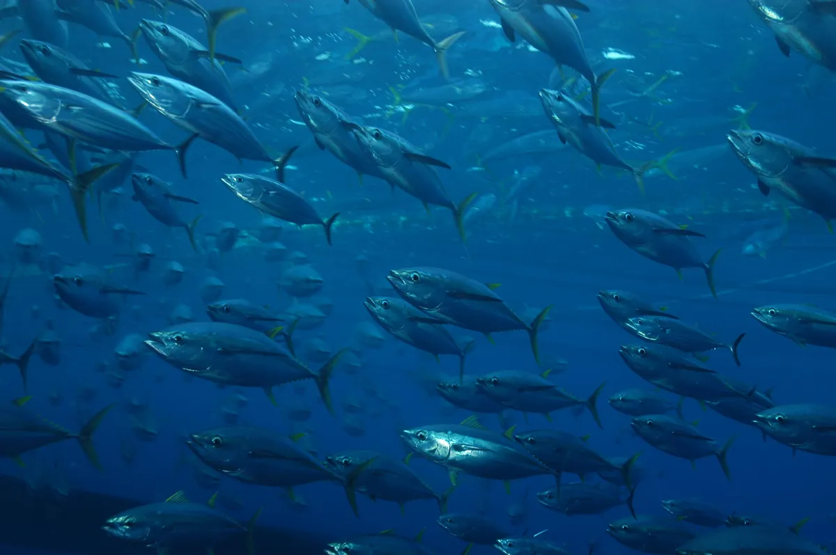 Atún Aleta Amarilla