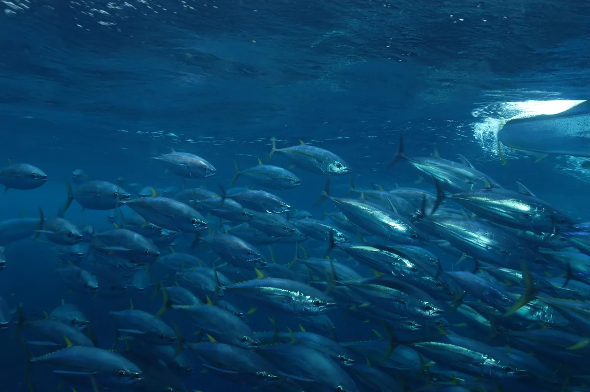 Atún Aleta Amarilla