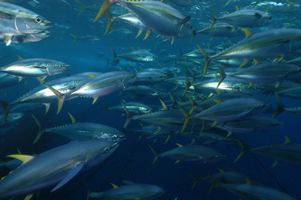 Atún Aleta Amarilla