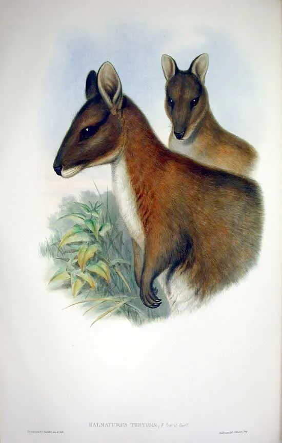 Pademelon de cuello rojo
