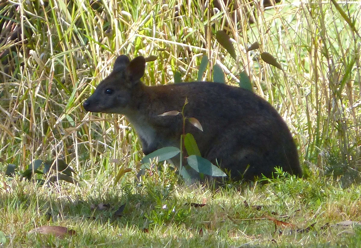 Pademelon de cuello rojo
