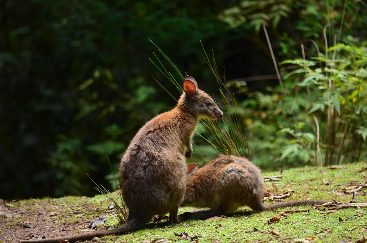 Pademelon de cuello rojo
