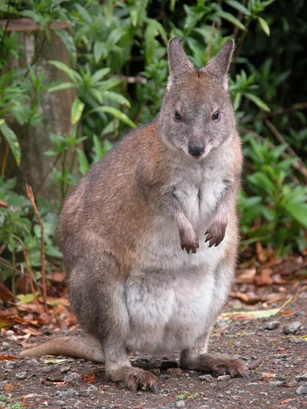 Pademelon de cuello rojo