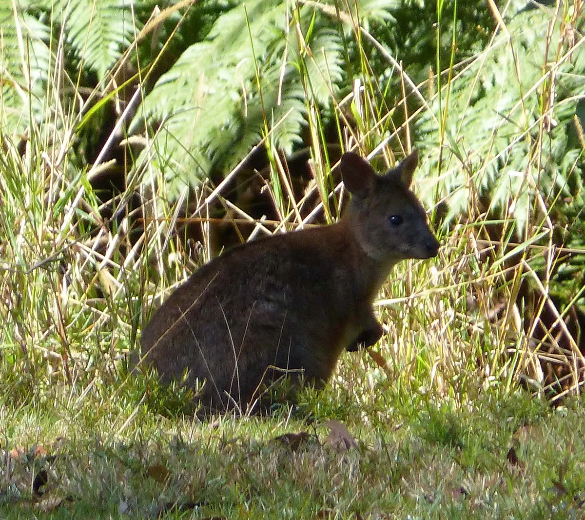 Pademelon de cuello rojo