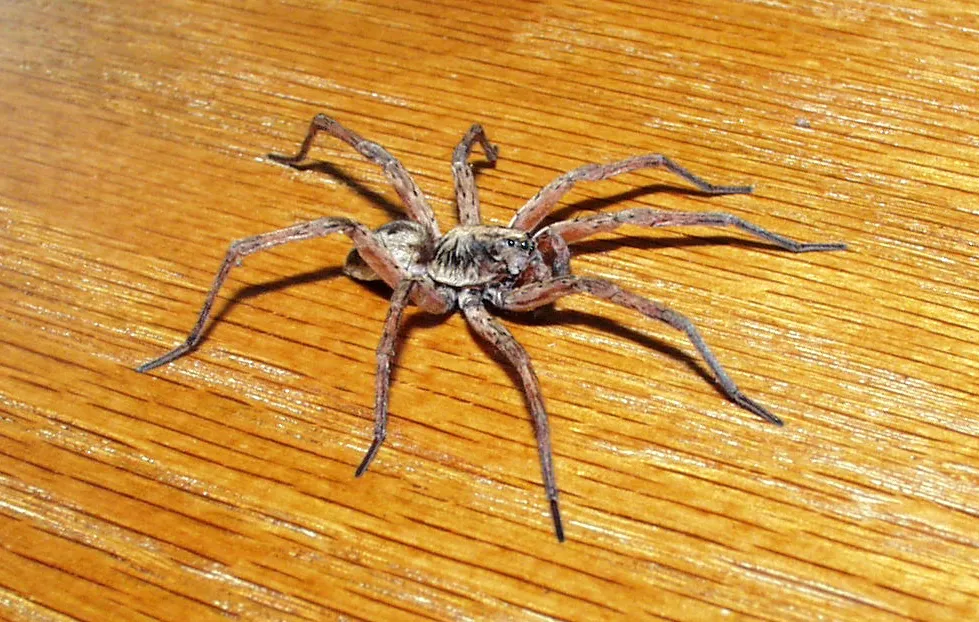 Araña Lobo Gigante de Humedal