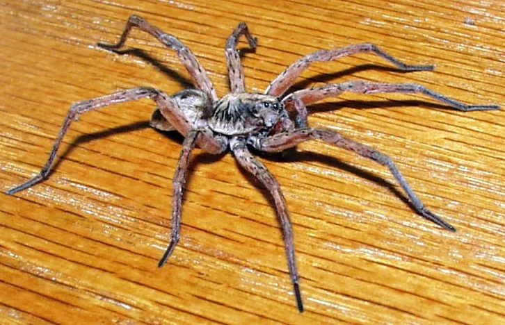 Araña Lobo Gigante de Humedal