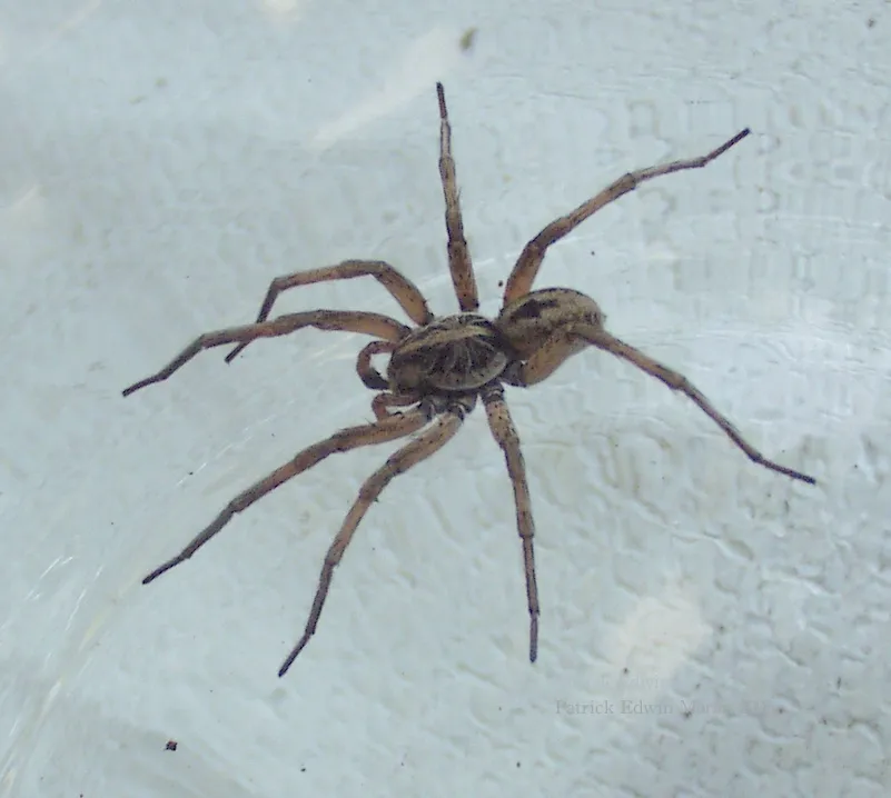 Araña Lobo Gigante de Humedal