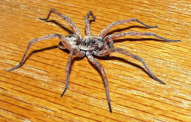 Araña Lobo Gigante de Humedal