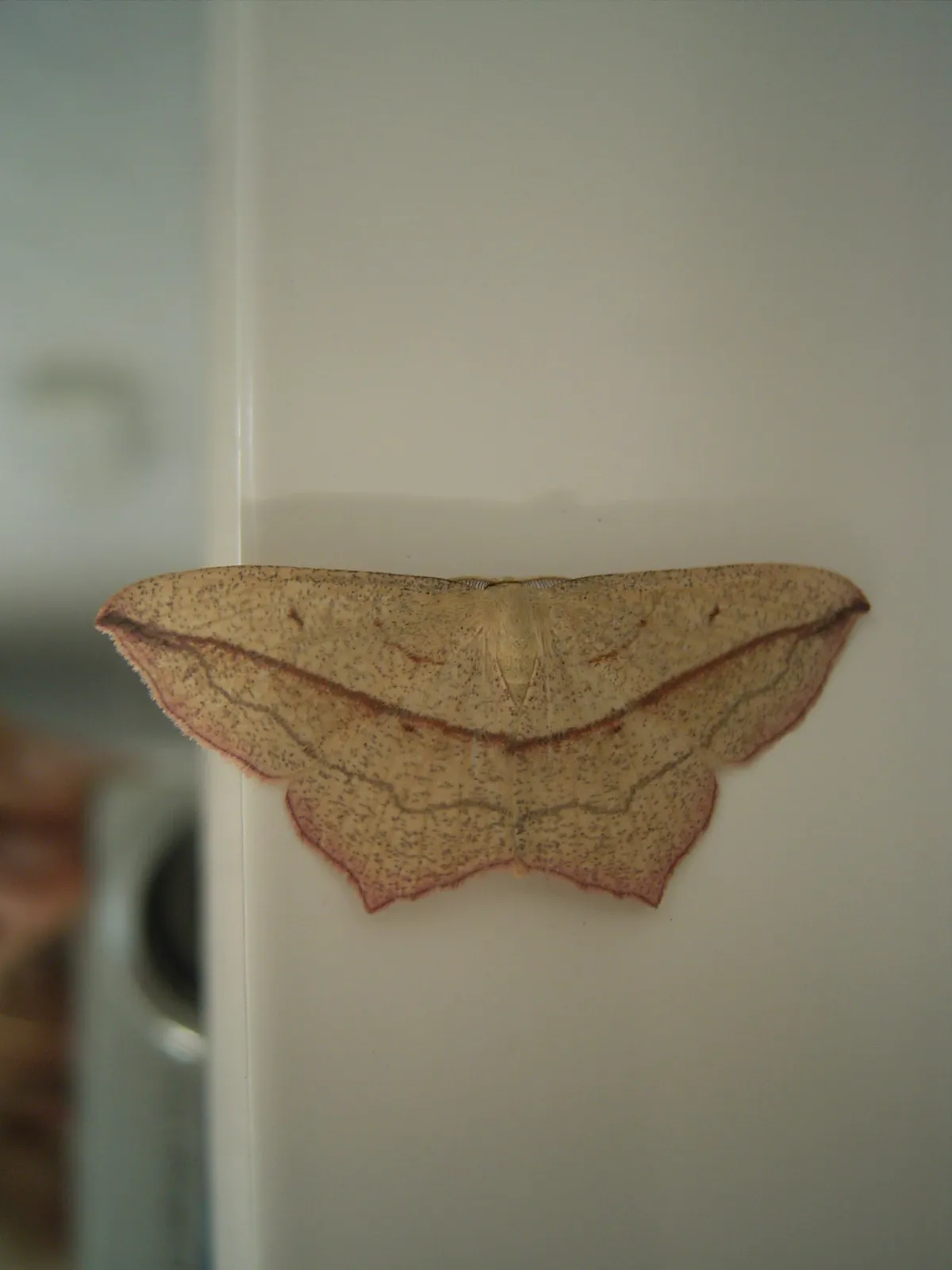 Polilla Vena de Sangre