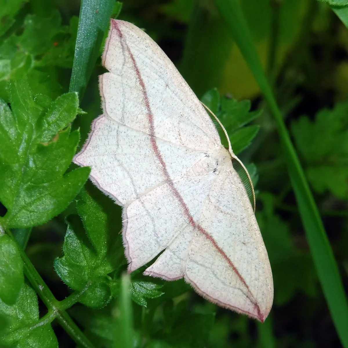 Polilla Vena de Sangre