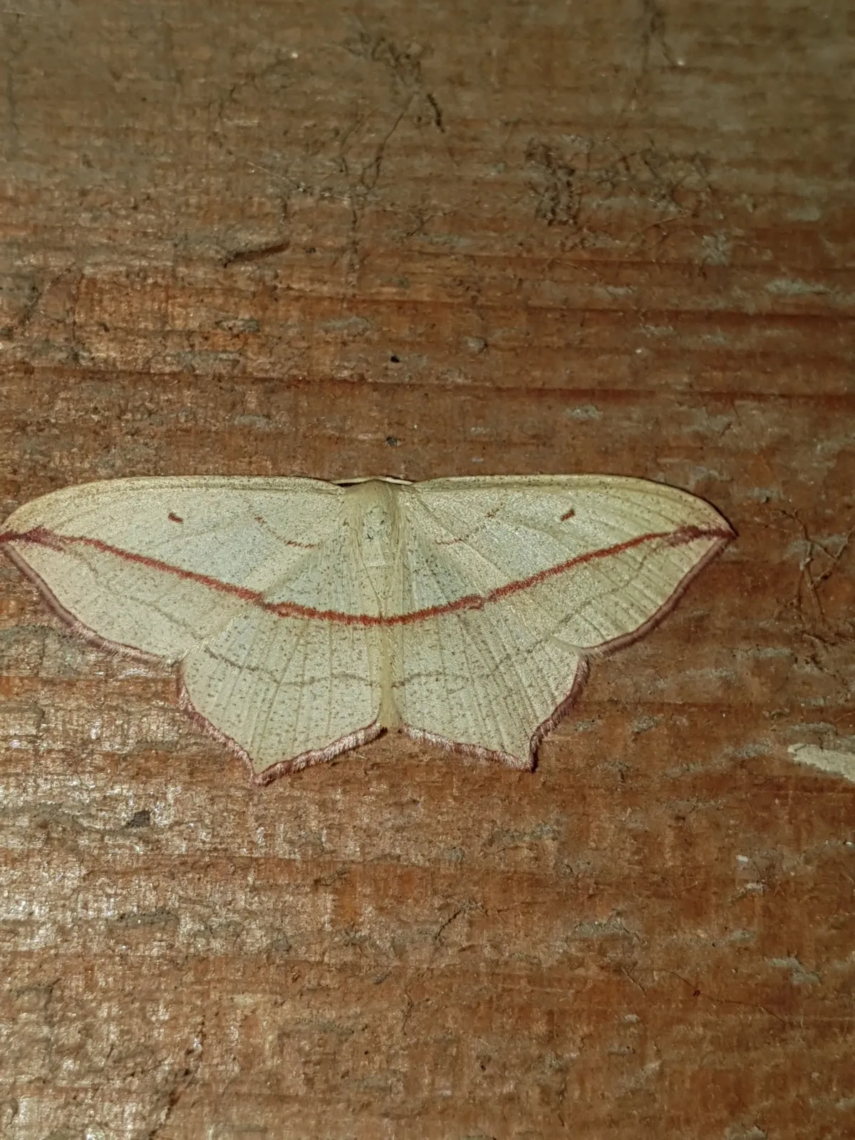 Polilla Vena de Sangre