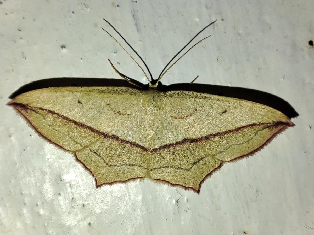 Polilla Vena de Sangre