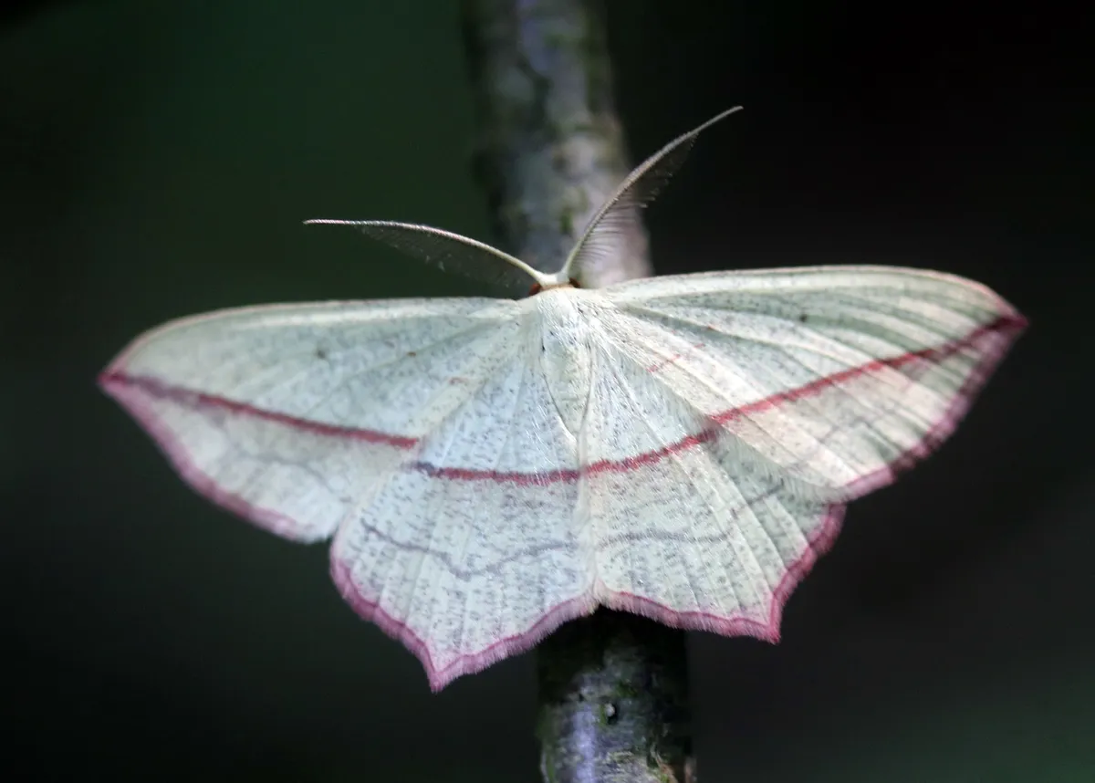 Polilla Vena de Sangre