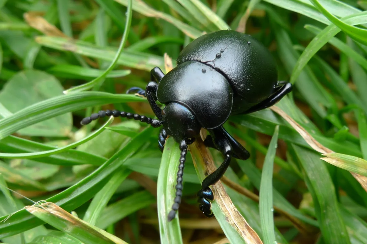 Timarcha tenebricosa