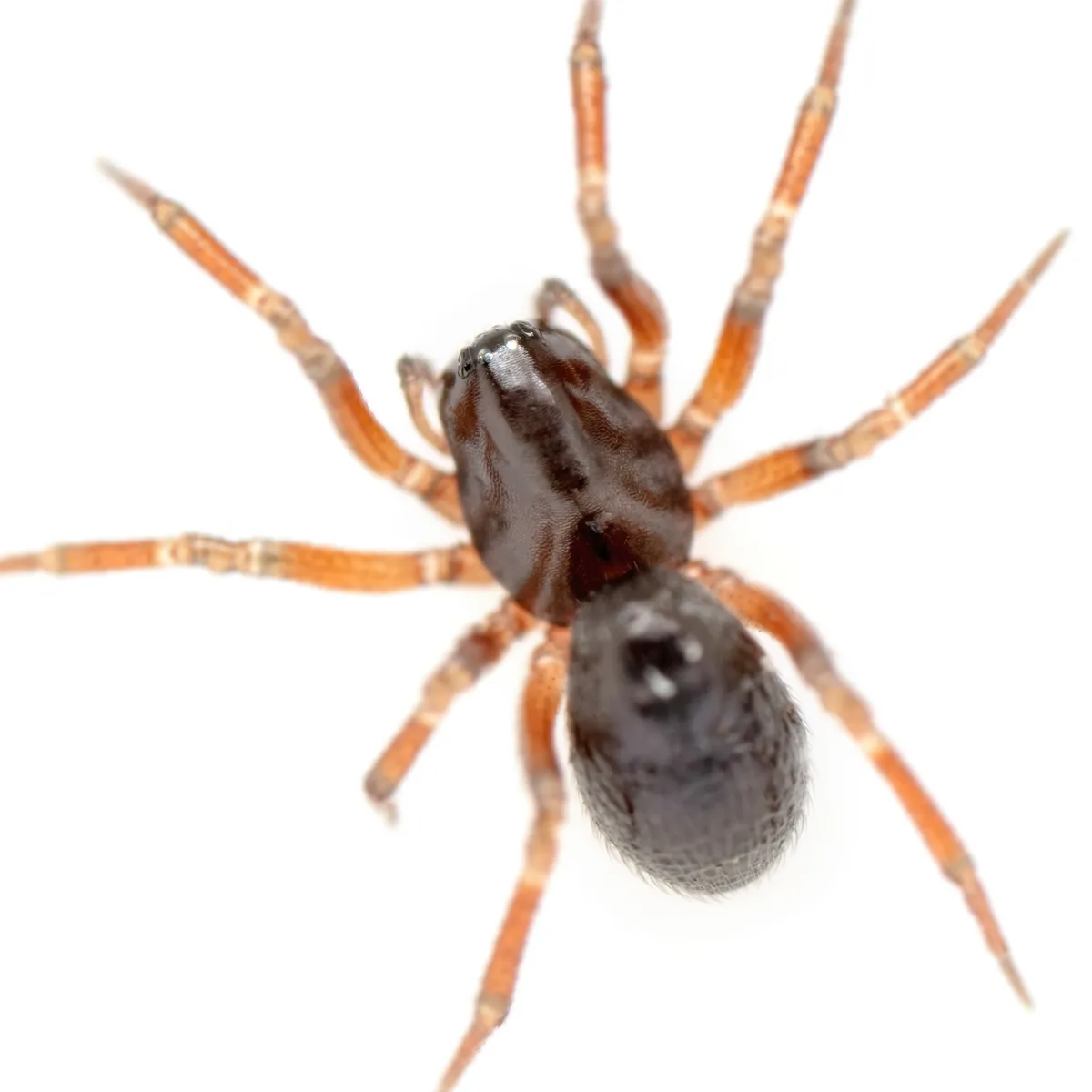 Araña de Dinero Vagans