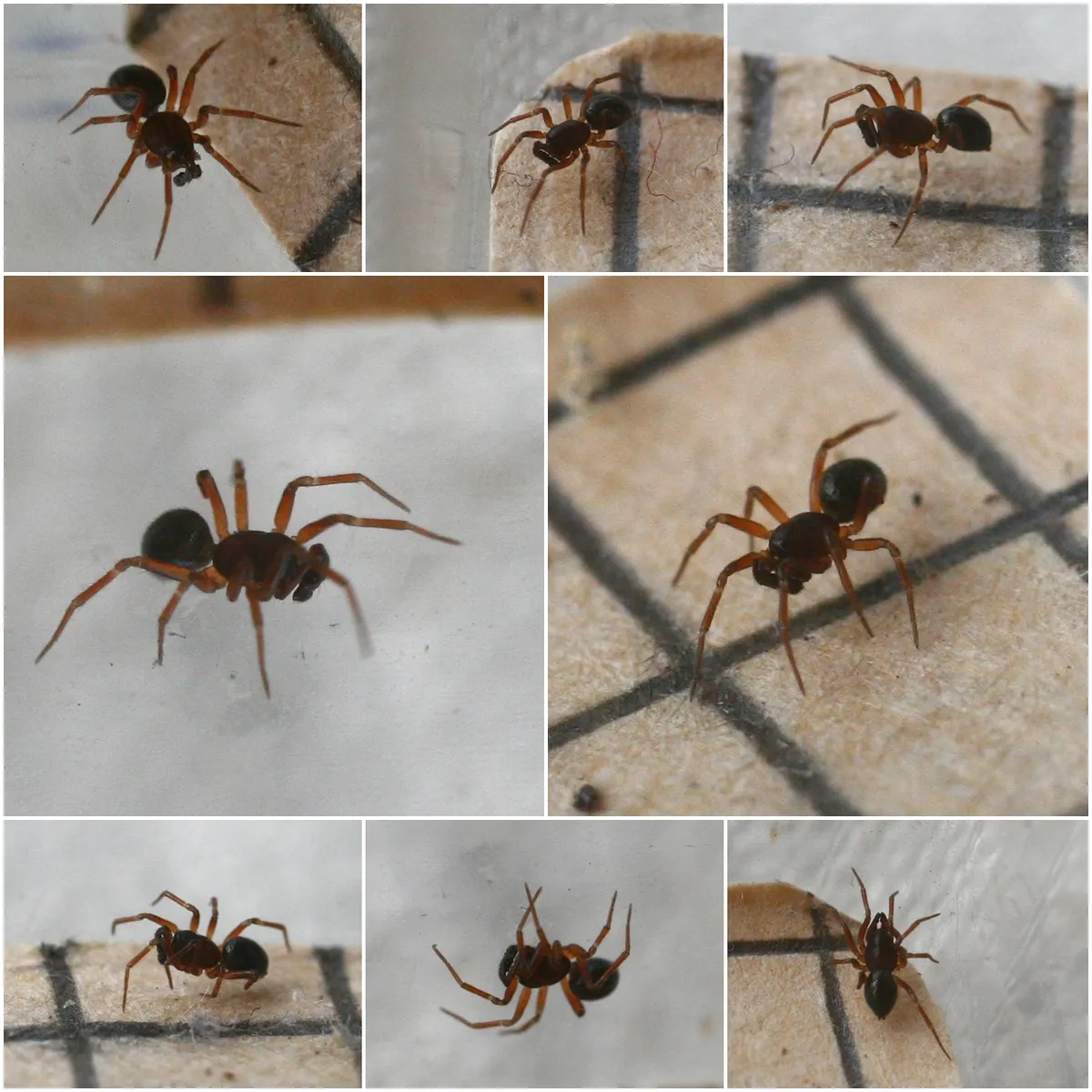 Araña de Dinero Vagans