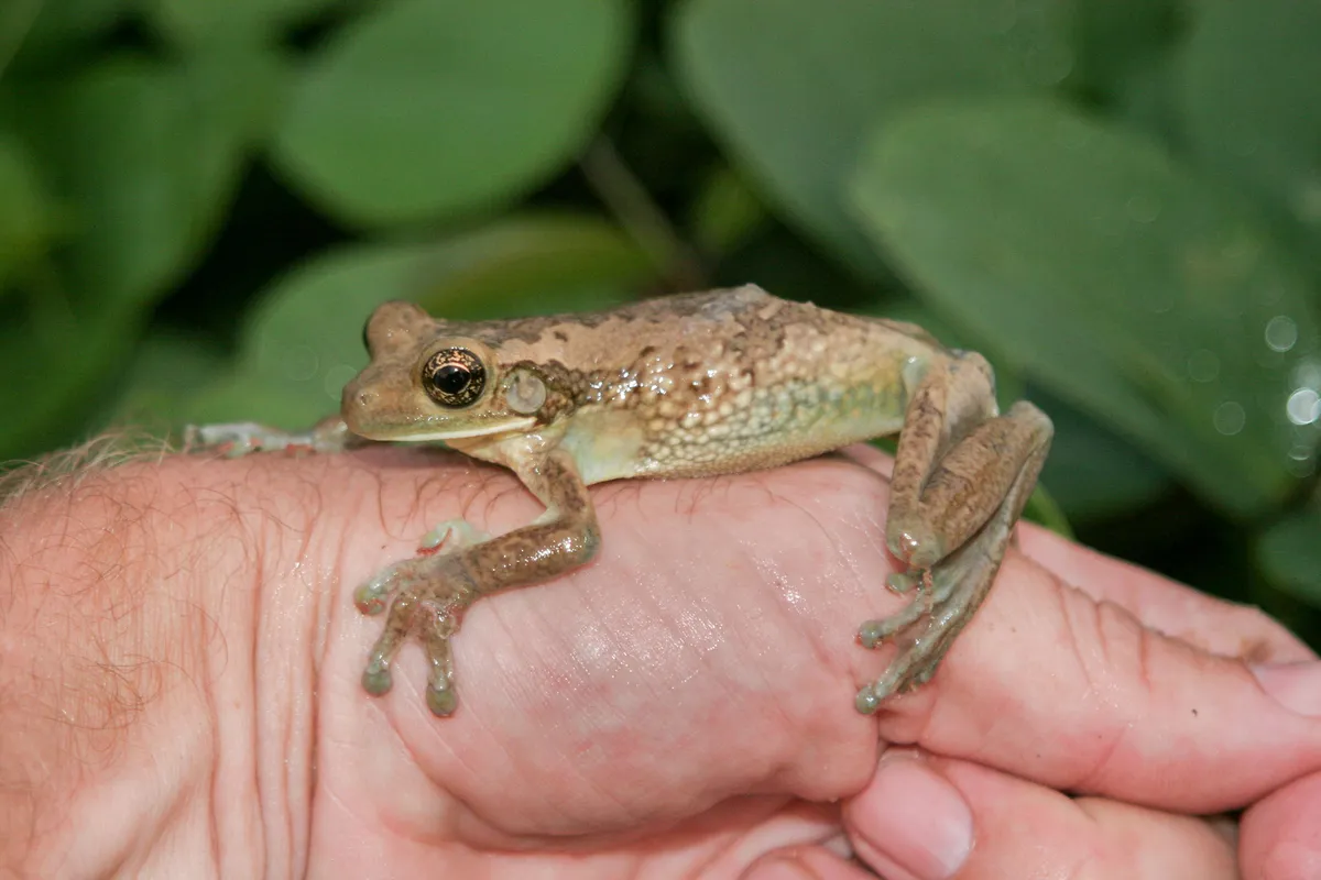 Trachycephalus typhonius