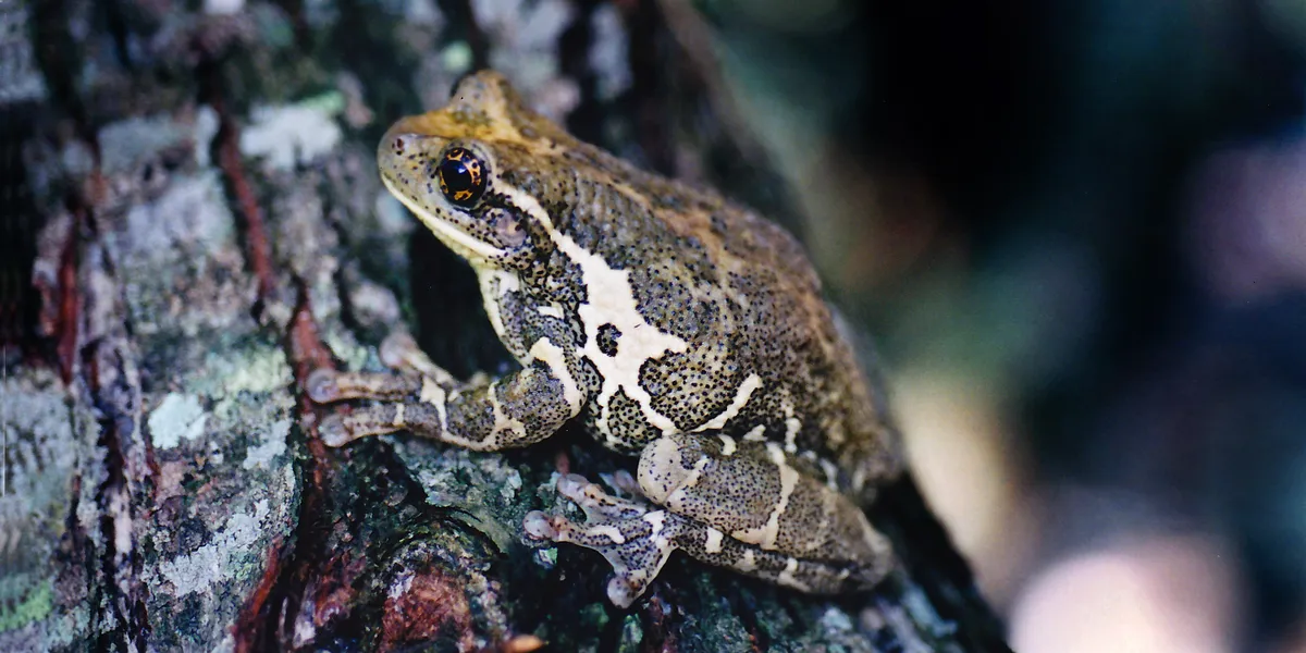 Warty Leaf Frog