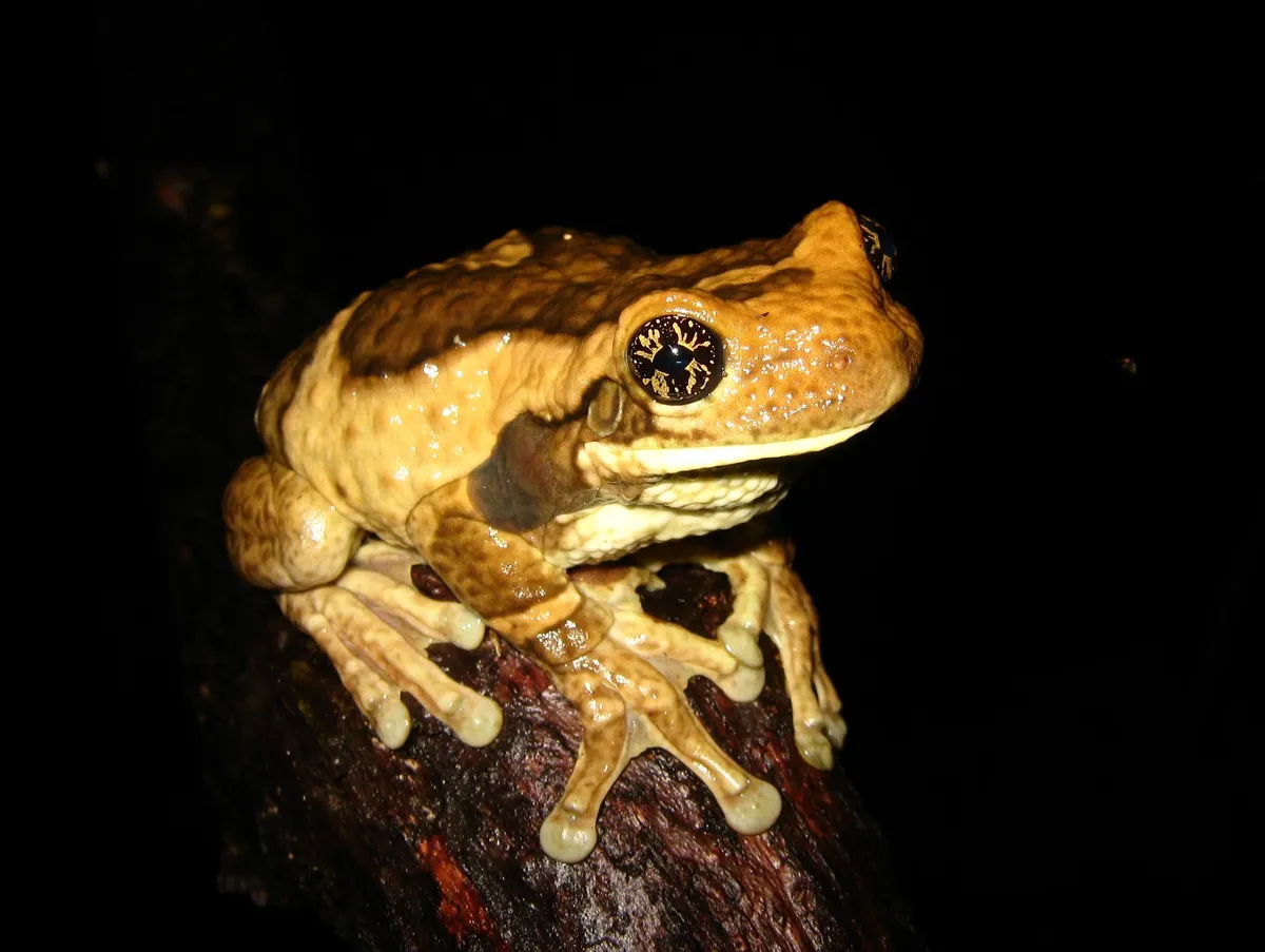 Warty Leaf Frog