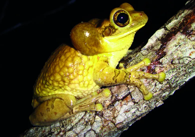 Warty Leaf Frog