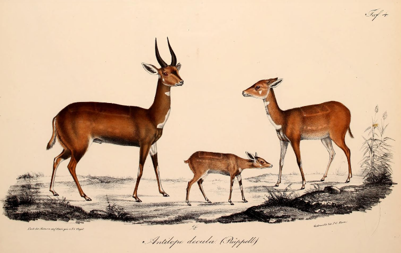 Tragelaphus scriptus