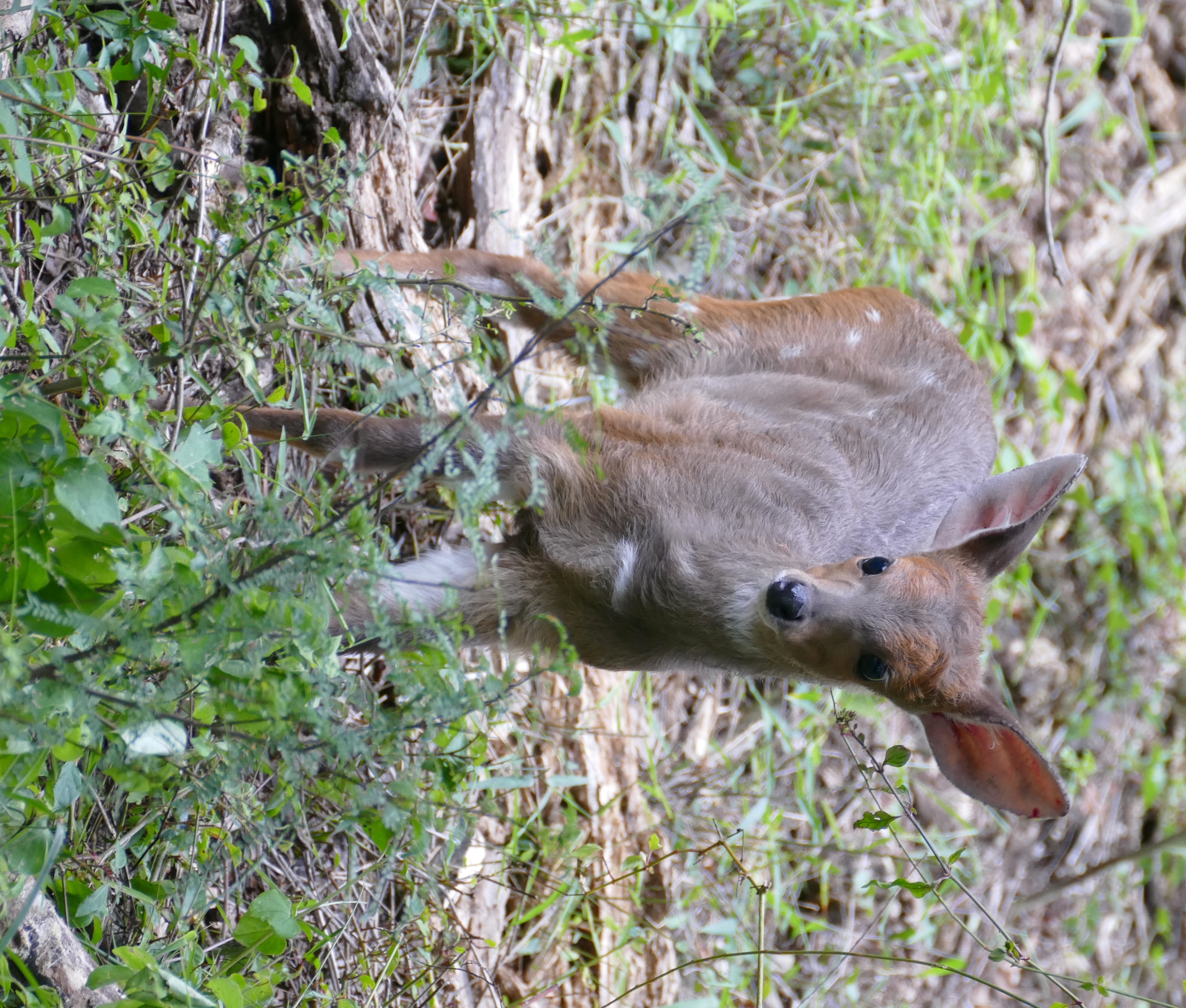 Bushbuck