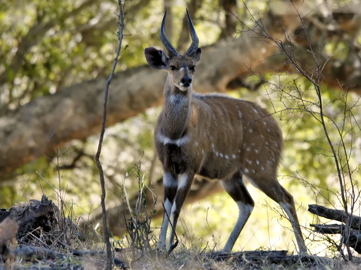 Bushbuck