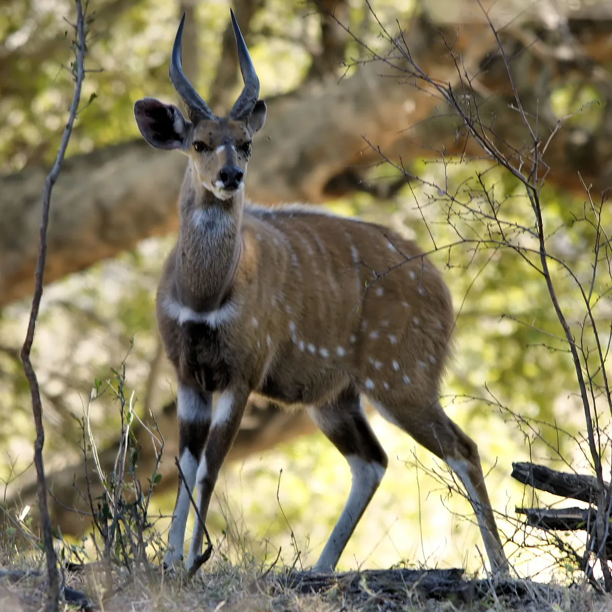 Bushbuck