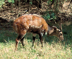 Bushbuck