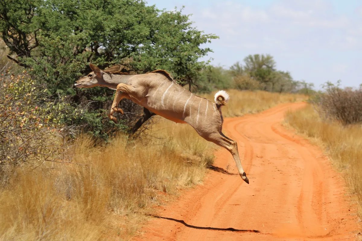 Greater Kudu