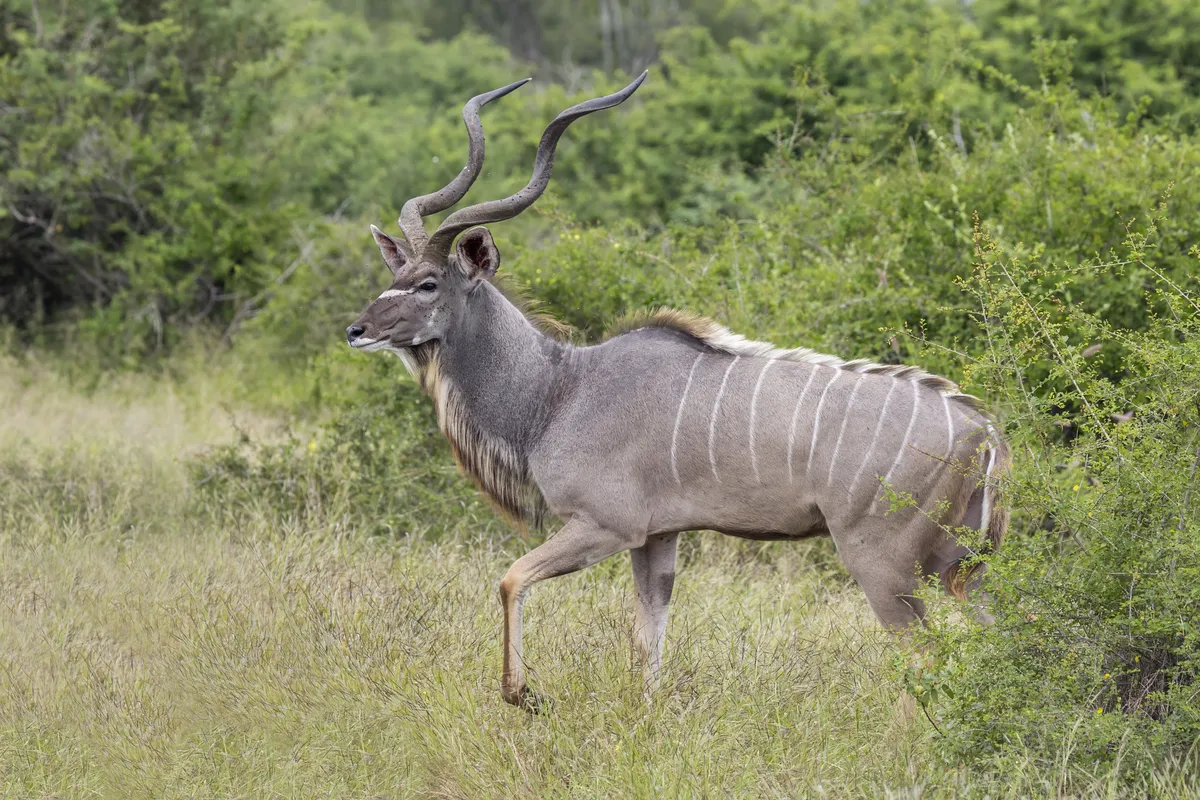 Greater Kudu