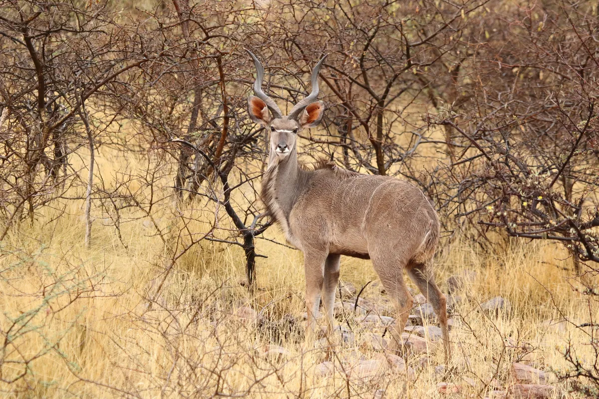 Greater Kudu