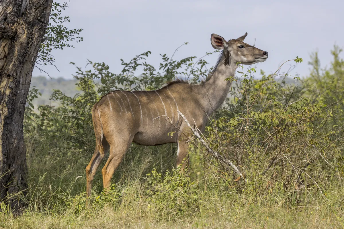 Greater Kudu