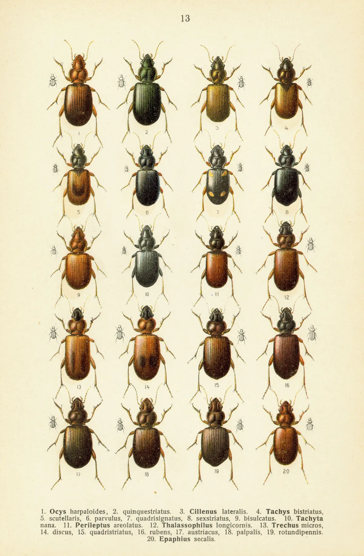 Trechus quadristriatus