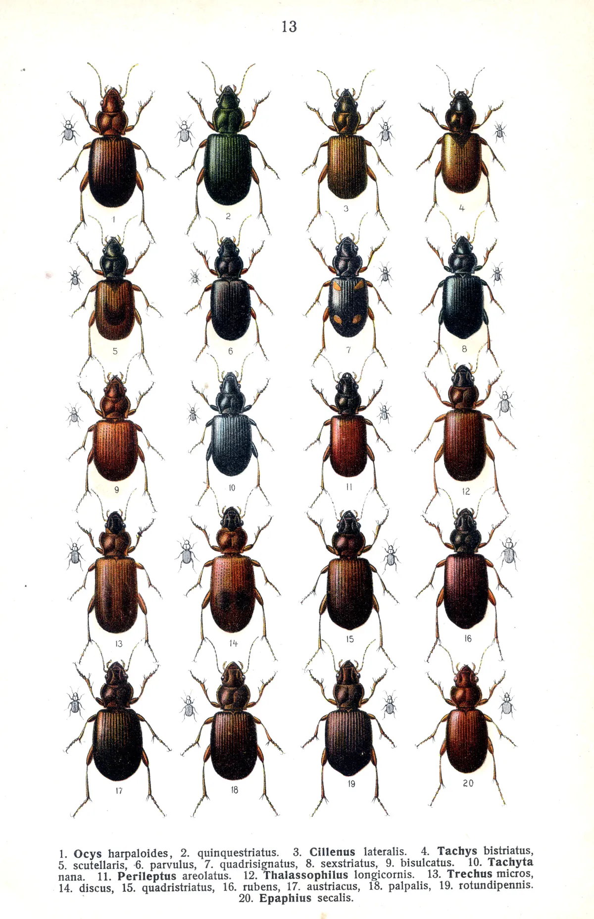 Escarabajo de tierra de cuatro estrías