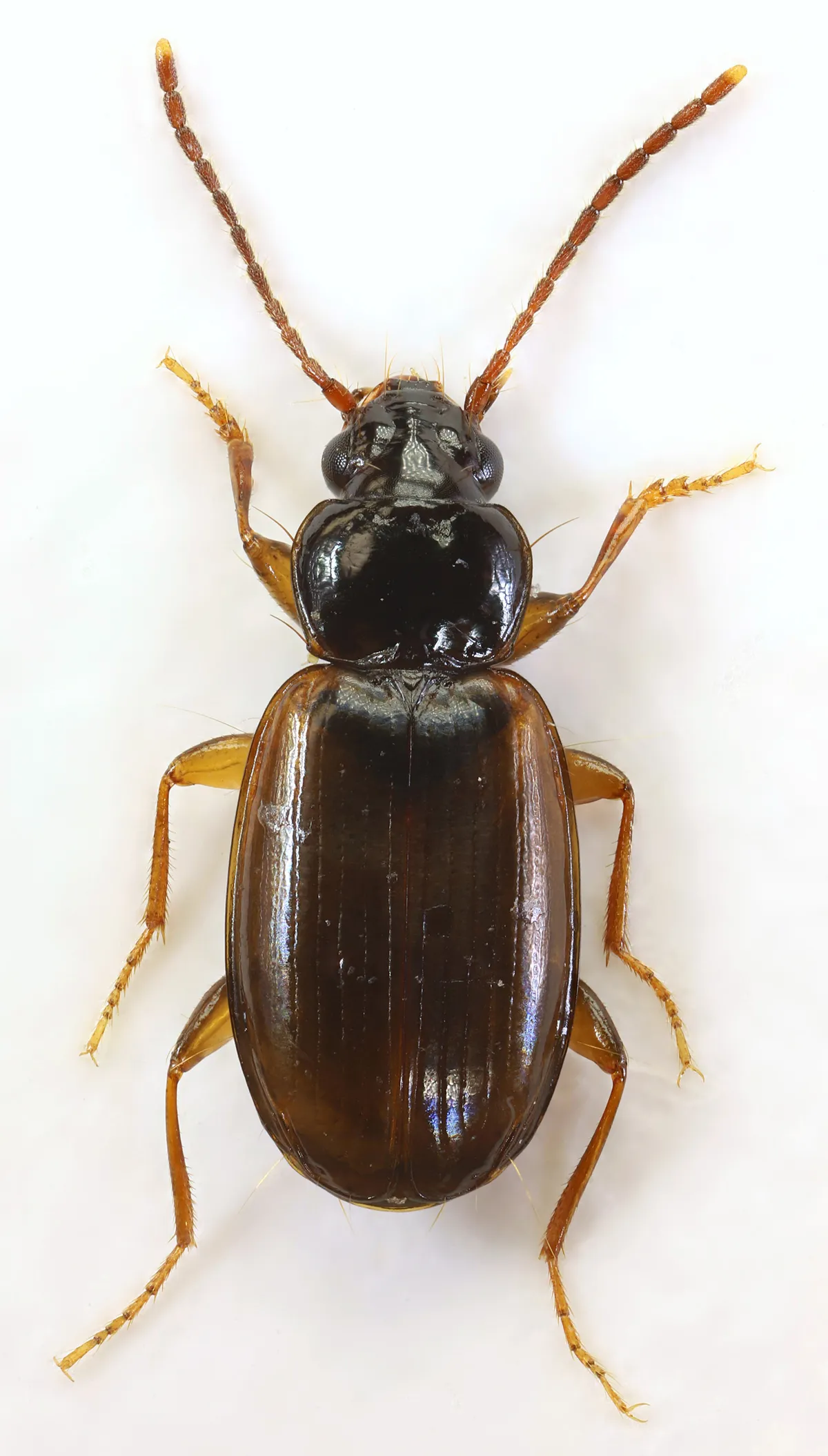 Escarabajo de tierra de cuatro estrías