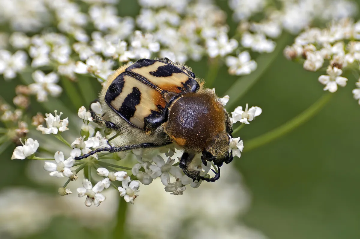 Bee Beetle