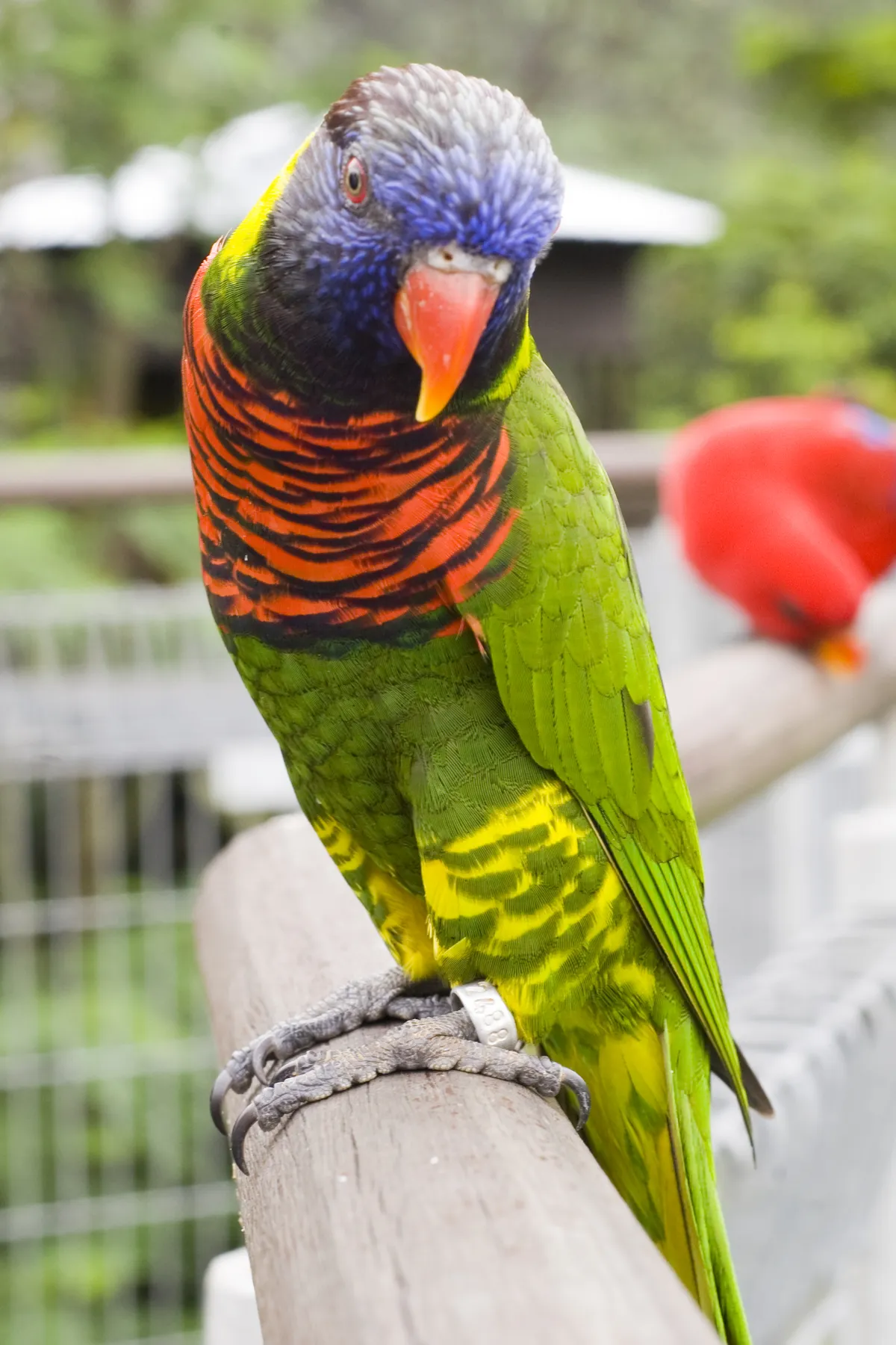 Coconut Lorikeet