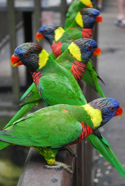 Coconut Lorikeet