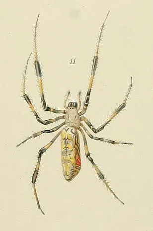 Jorō Spider