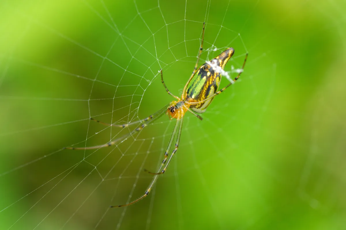 Jorō Spider