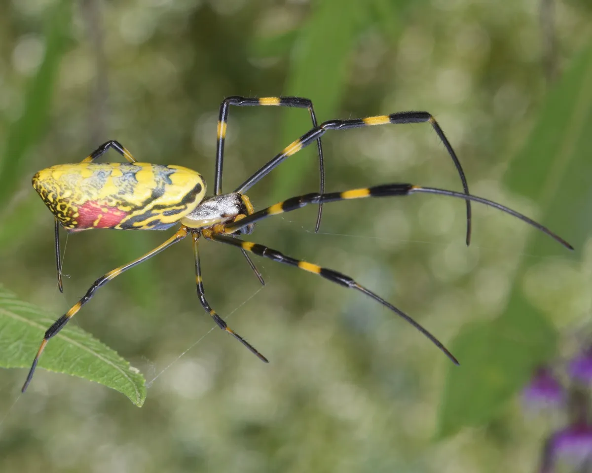Jorō Spider