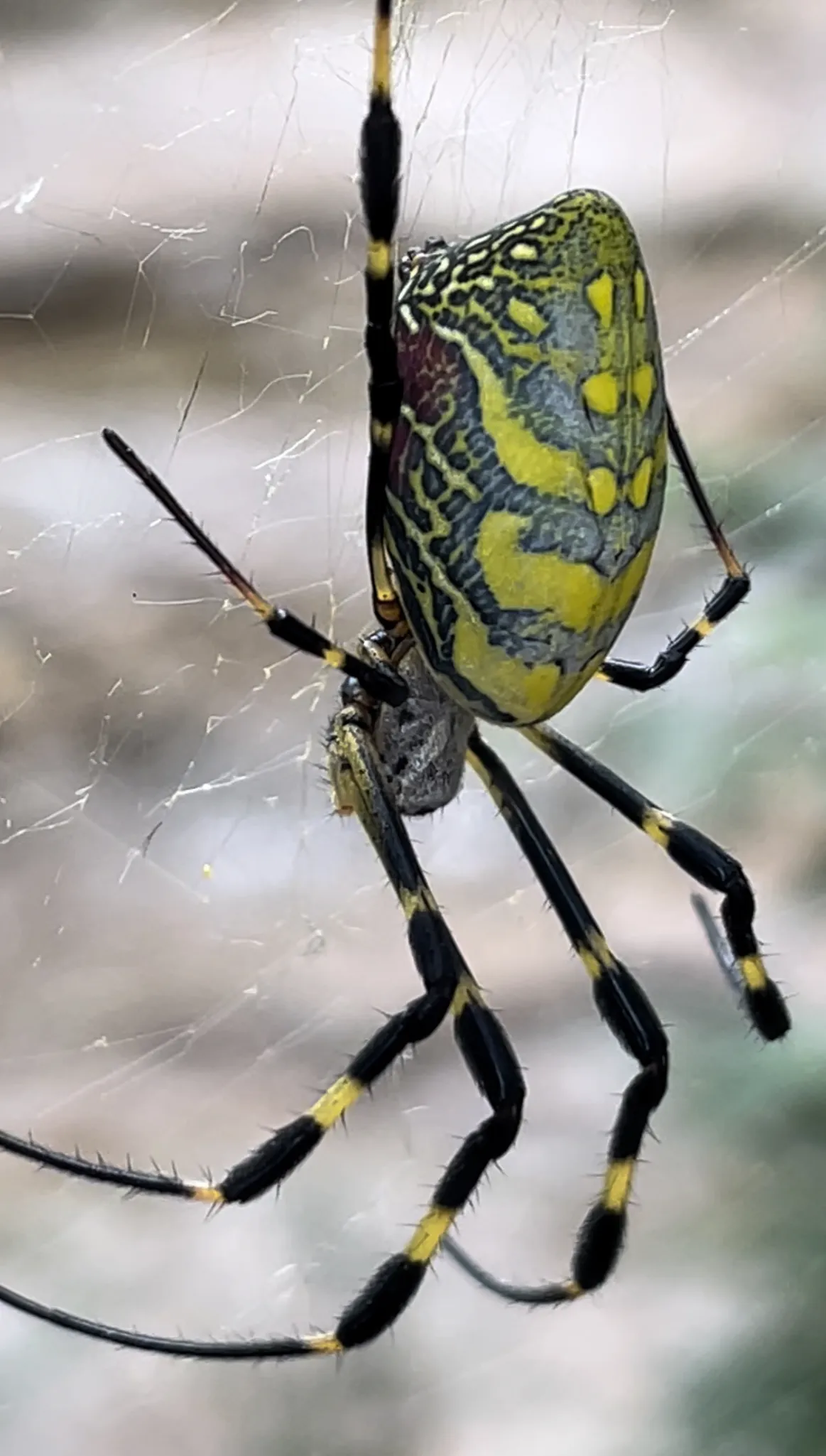 Jorō Spider
