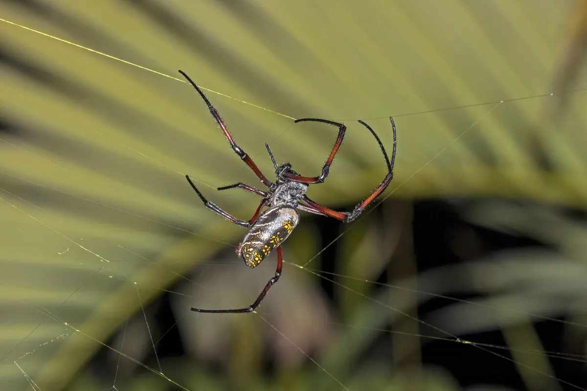Yellow Garden Spider