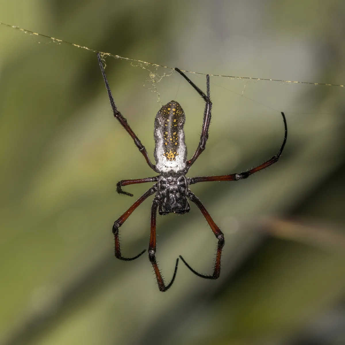 Yellow Garden Spider