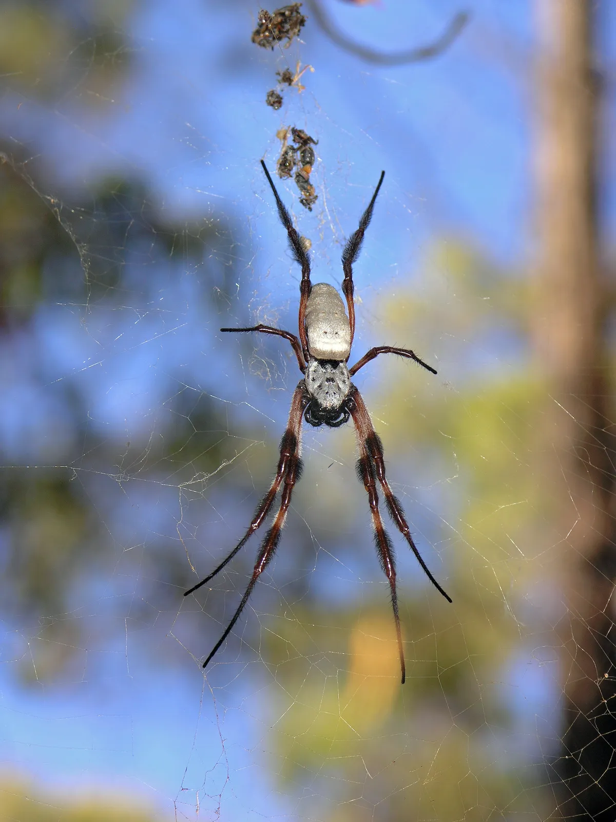 Araña Tejedora de Seda Dorada