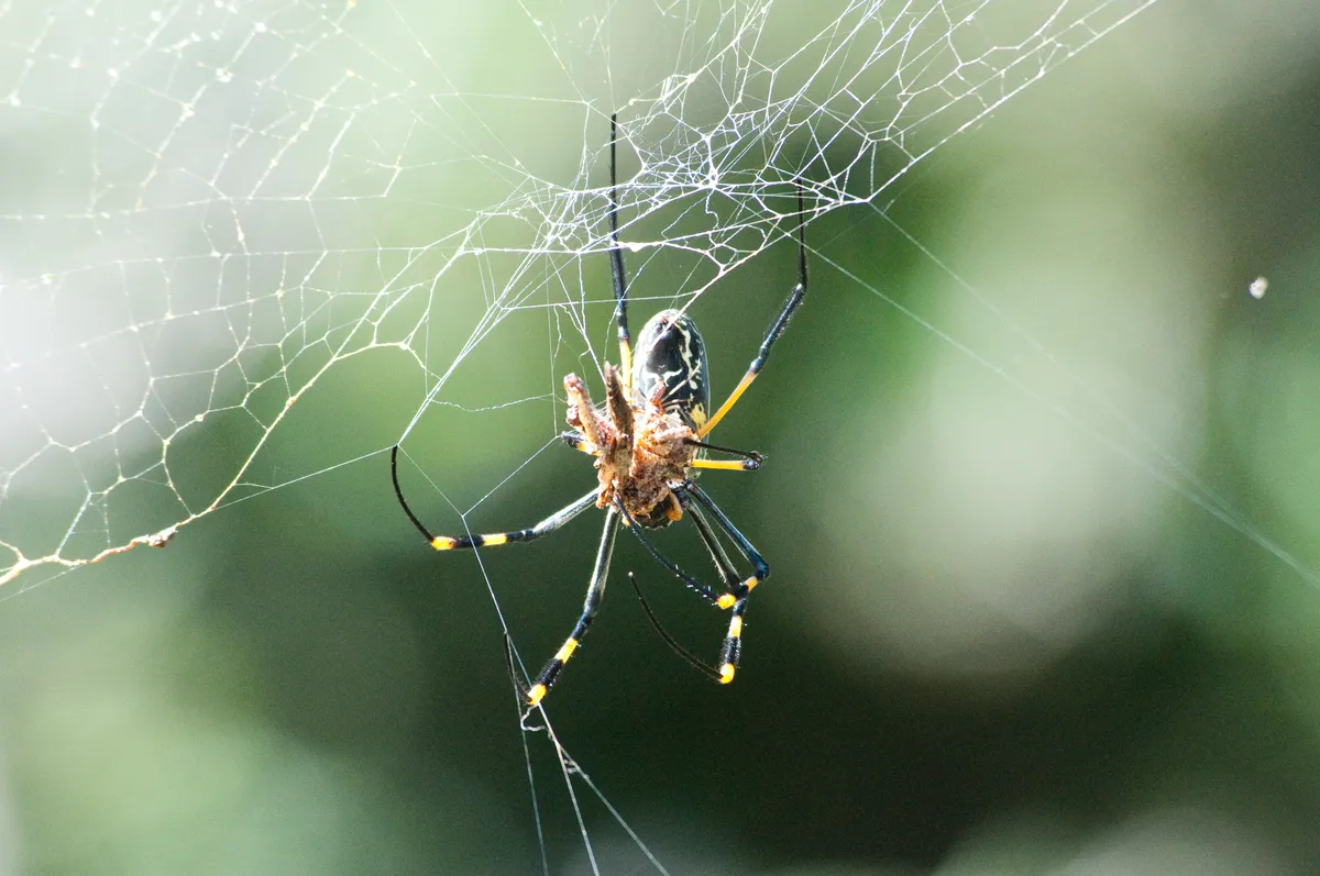 Araña Tejedora de Seda Dorada