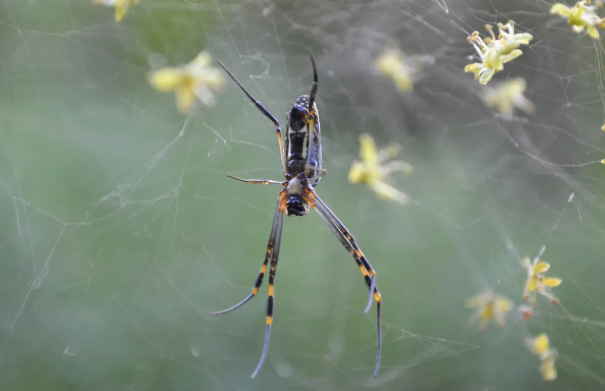 Araña Tejedora de Seda Dorada
